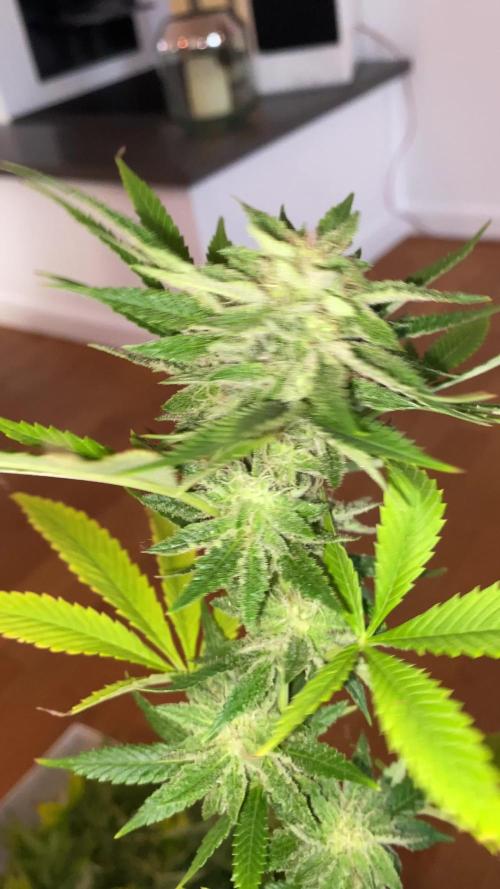 German Outdoorsaison 2025