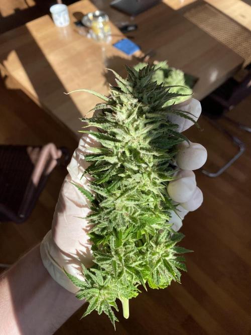 German Outdoorsaison 2025. Week 27