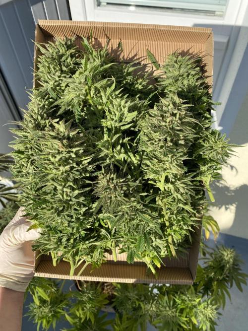 German Outdoorsaison 2025. Week 27