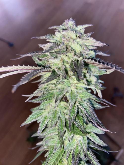 German Outdoorsaison 2025. Week 27