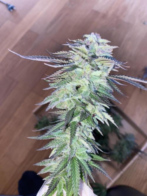 German Outdoorsaison 2025. Week 27