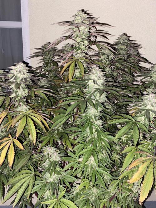 German Outdoorsaison 2025. Week 27