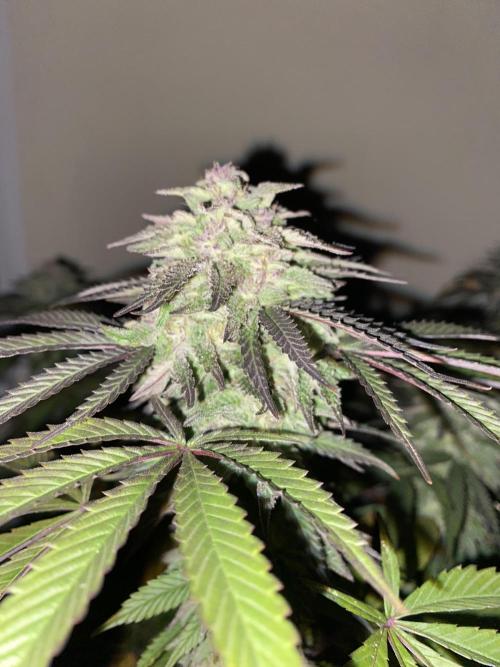 German Outdoorsaison 2025. Week 27