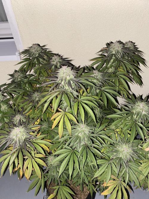 German Outdoorsaison 2025. Week 27