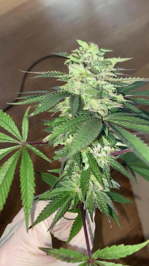 German Outdoorsaison 2025