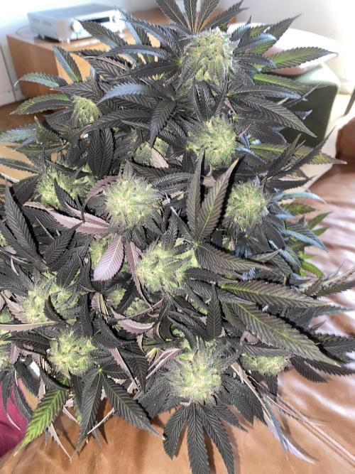 German Outdoorsaison 2025. Week 27