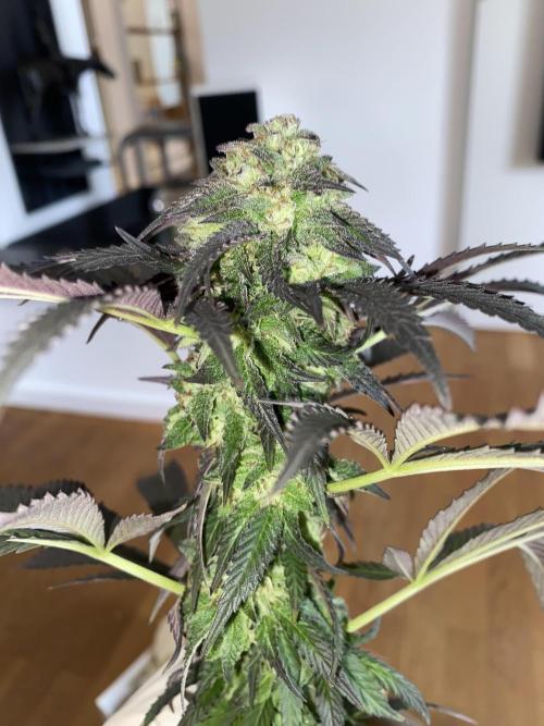 German Outdoorsaison 2025. Week 27