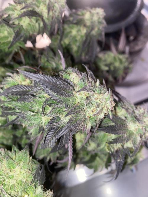 German Outdoorsaison 2025. Week 27