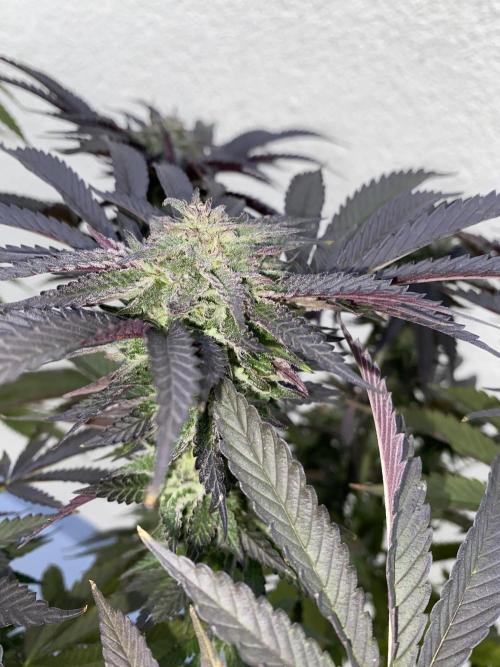 German Outdoorsaison 2025. Week 27