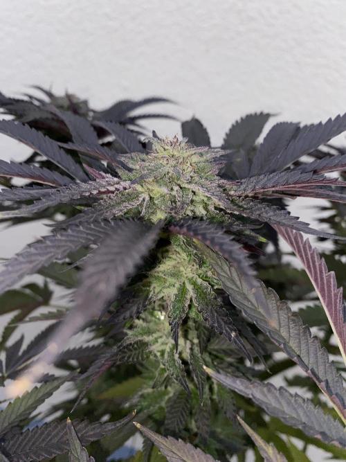 German Outdoorsaison 2025. Week 27