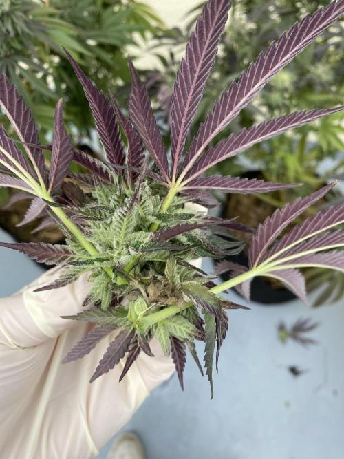 German Outdoorsaison 2025. Week 27