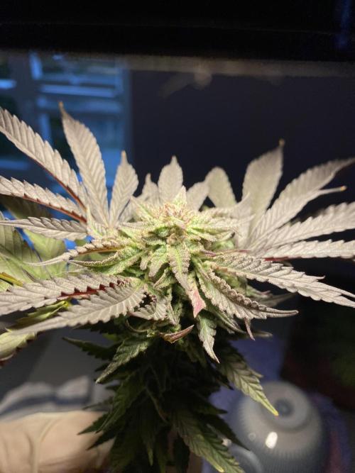 German Outdoorsaison 2025. Week 27