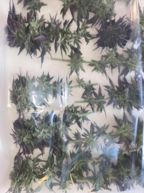 German Outdoorsaison 2025. Week 27