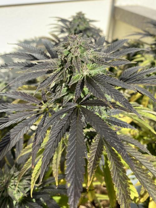 German Outdoorsaison 2025. Week 27