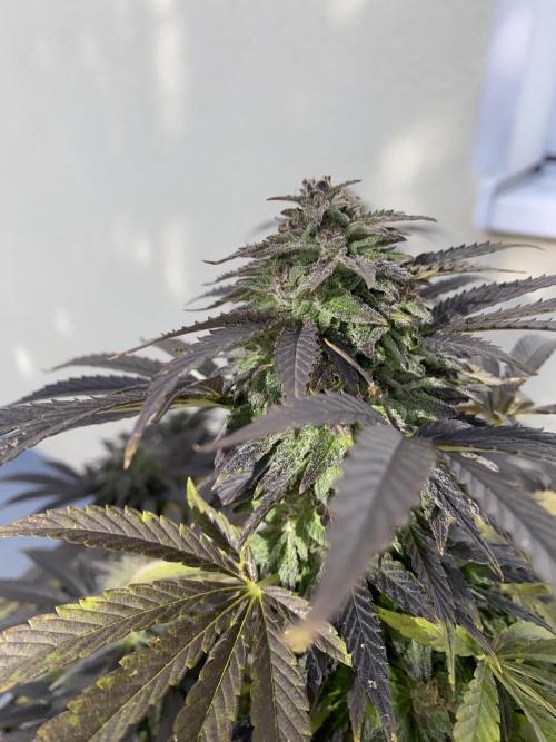 German Outdoorsaison 2025. Week 27