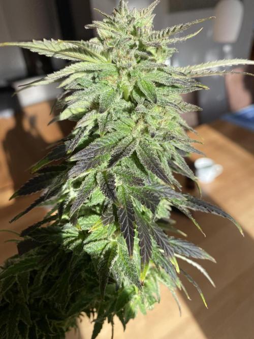 German Outdoorsaison 2025. Week 27