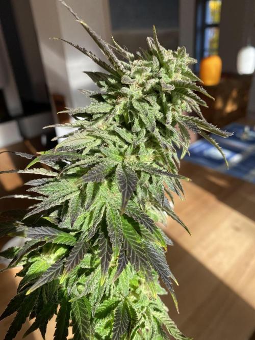 German Outdoorsaison 2025. Week 27