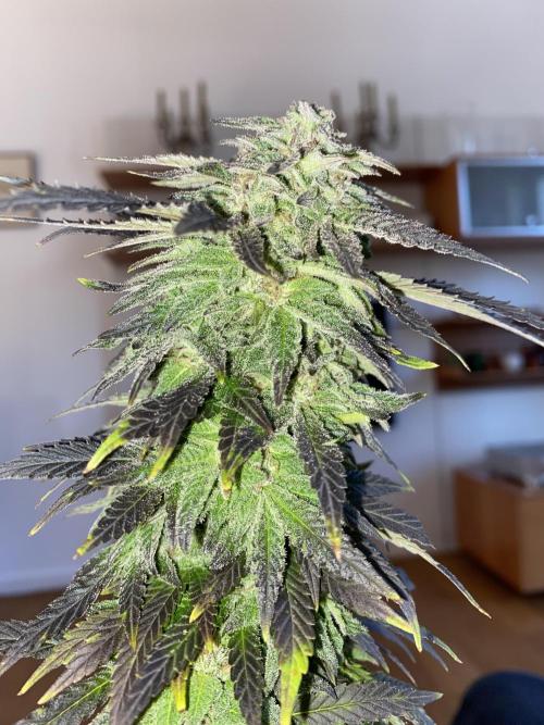 German Outdoorsaison 2025. Week 27