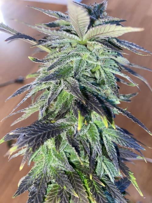 German Outdoorsaison 2025. Week 27