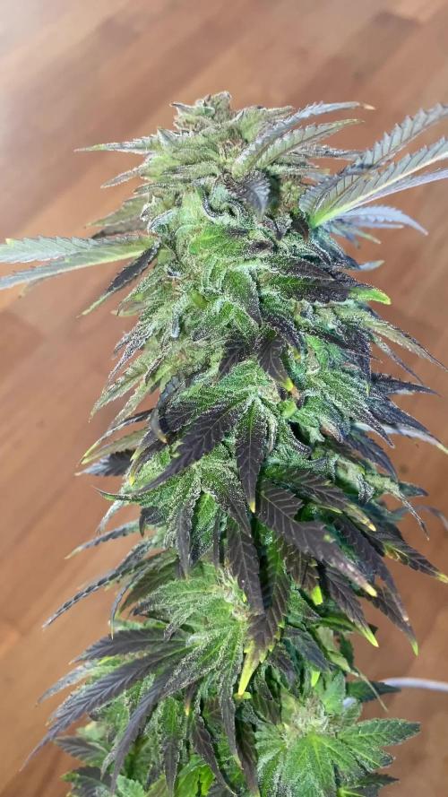 German Outdoorsaison 2025