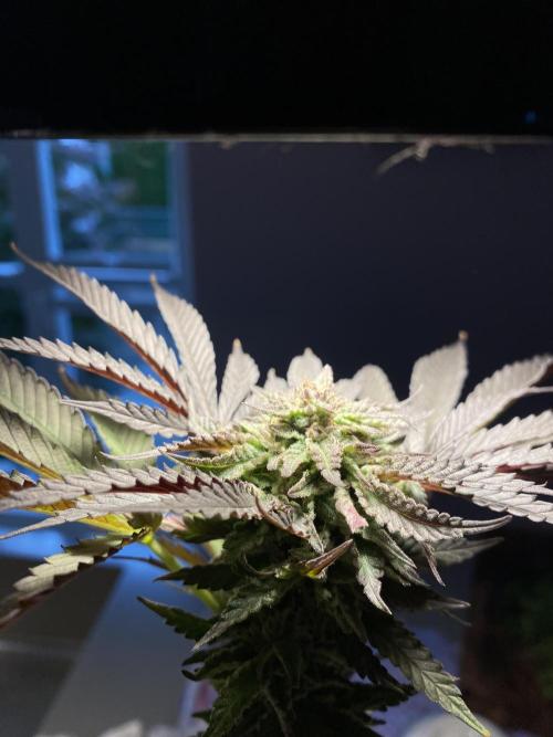 German Outdoorsaison 2025. Week 27