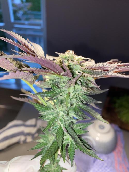 German Outdoorsaison 2025. Week 27