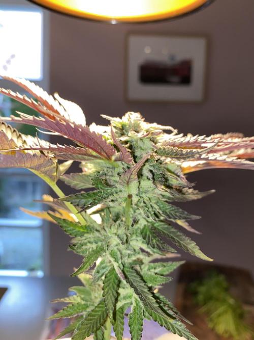 German Outdoorsaison 2025. Week 27