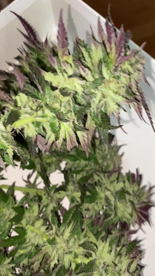 German Outdoorsaison 2025