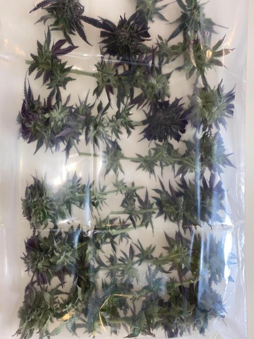 German Outdoorsaison 2025. Week 27