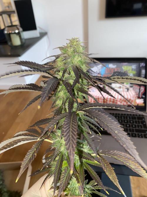 German Outdoorsaison 2025. Week 27