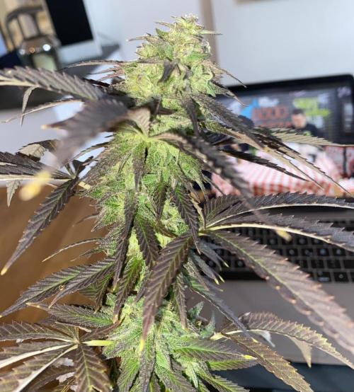 German Outdoorsaison 2025. Week 27