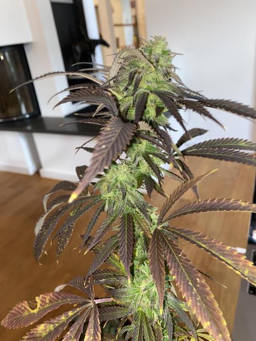 German Outdoorsaison 2025. Week 27