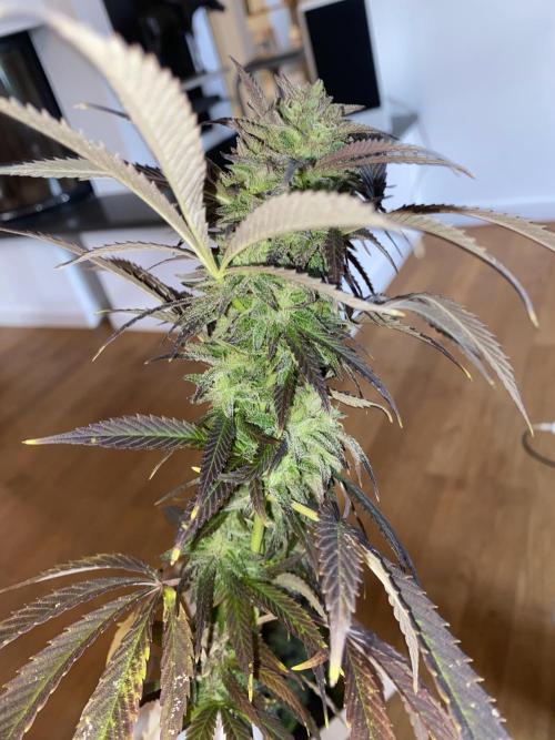 German Outdoorsaison 2025. Week 27