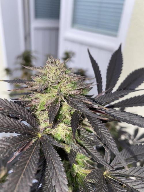 German Outdoorsaison 2025. Week 27