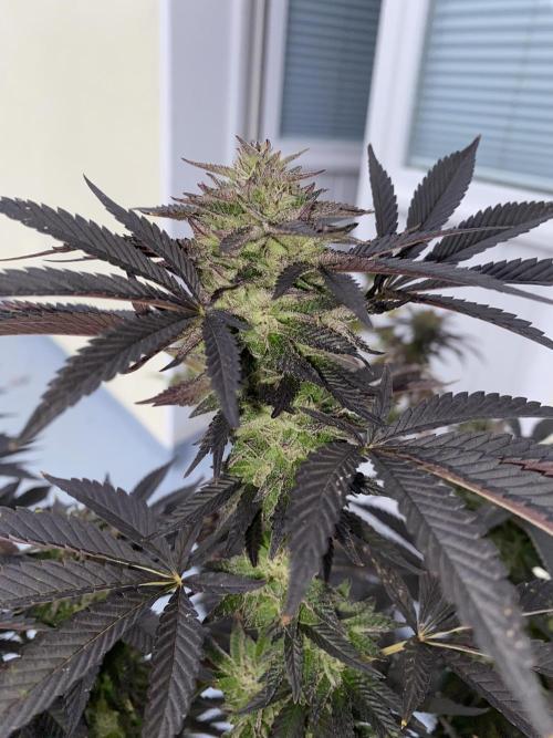 German Outdoorsaison 2025. Week 27