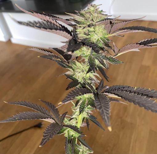 German Outdoorsaison 2025. Week 27