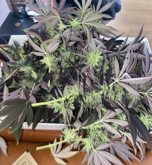 German Outdoorsaison 2025. Week 27