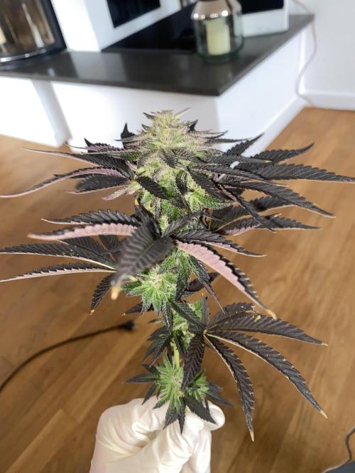 German Outdoorsaison 2025. Week 27