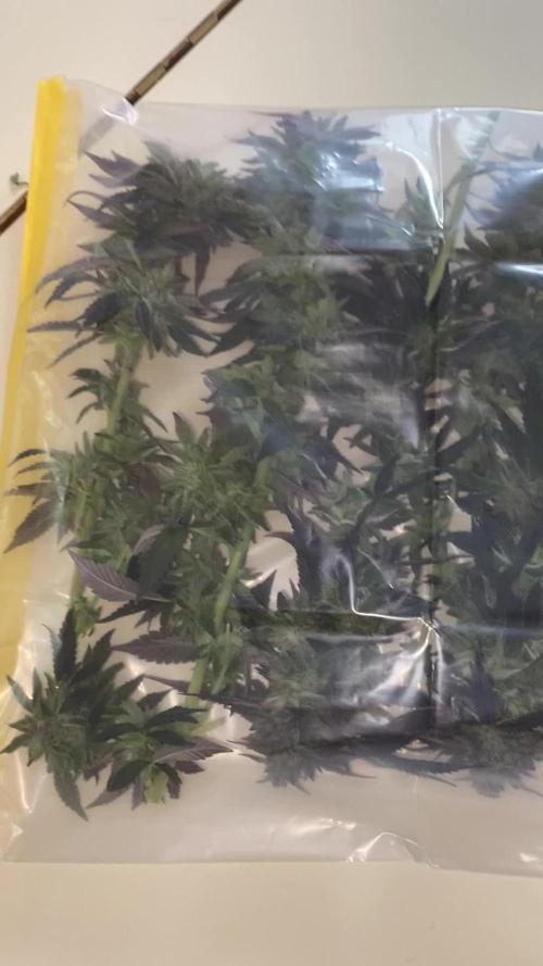 German Outdoorsaison 2025