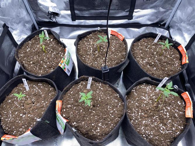Betreutes Growen. Week 1