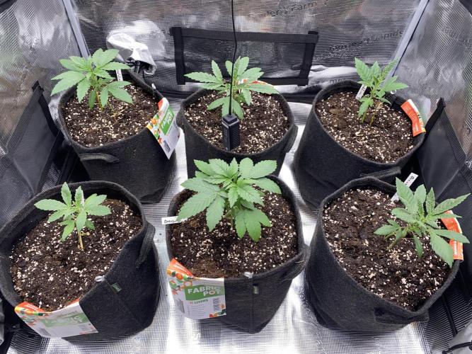 Betreutes Growen. Week 2