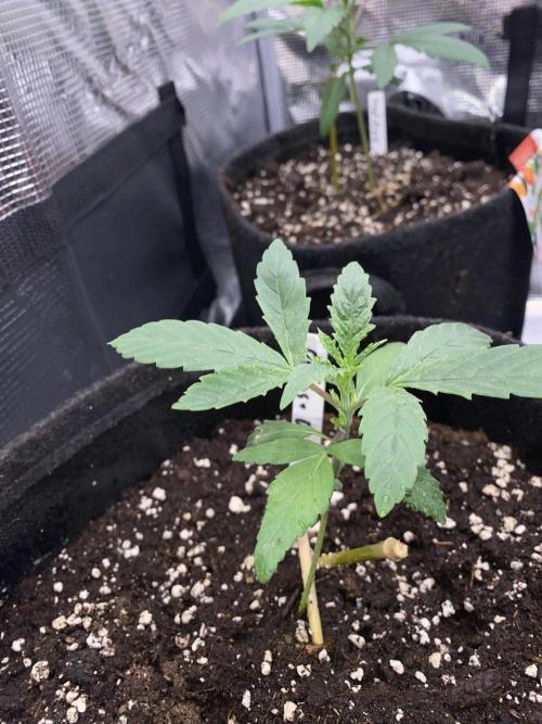 Betreutes Growen. Week 2