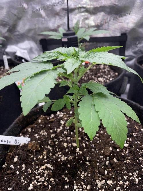 Betreutes Growen. Week 2