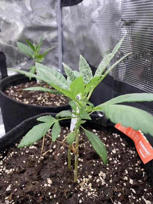 Betreutes Growen. Week 2