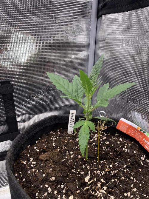 Betreutes Growen. Week 2