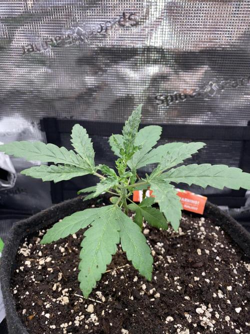 Betreutes Growen. Week 2