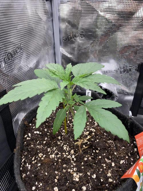 Betreutes Growen. Week 2