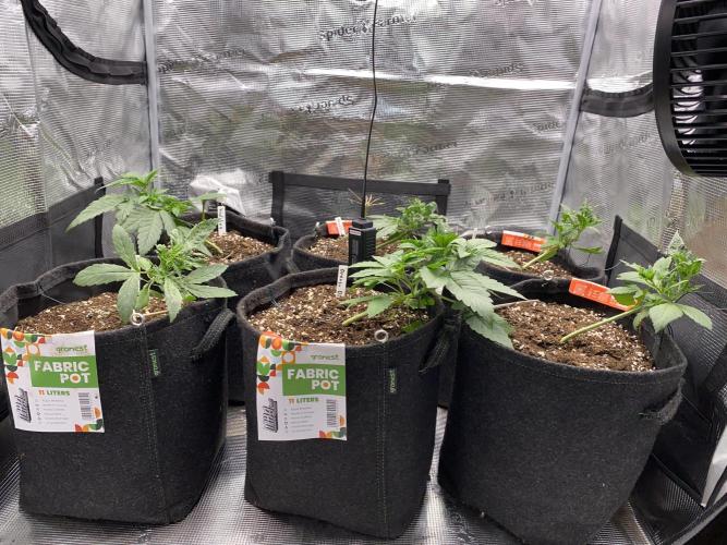Betreutes Growen. Week 3
