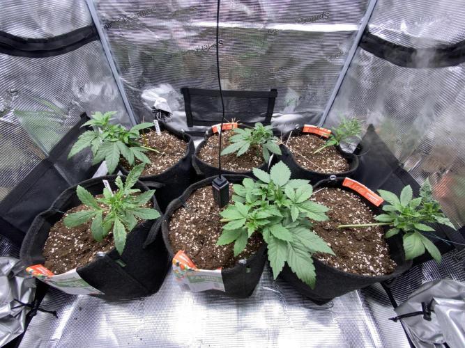 Betreutes Growen. Week 3