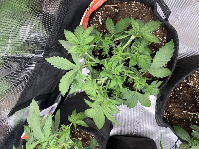 Betreutes Growen. Week 4